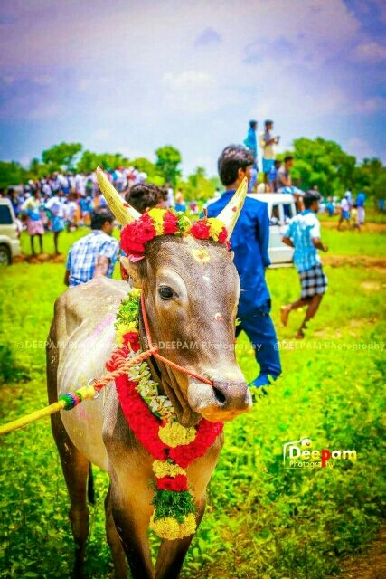 Manjuvirattu bull