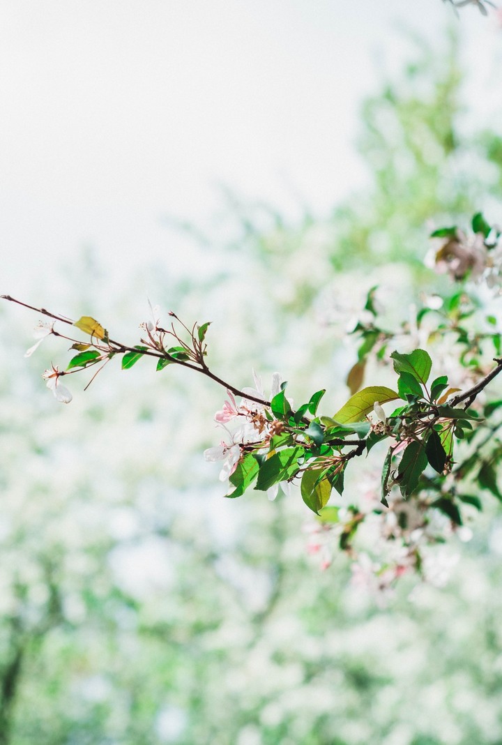 to be blossom