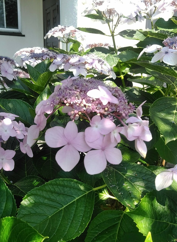 hydrangea