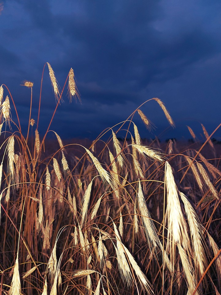 wheat field in a thunderstorm