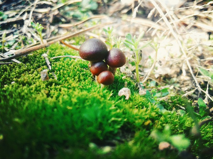 mushrooms
