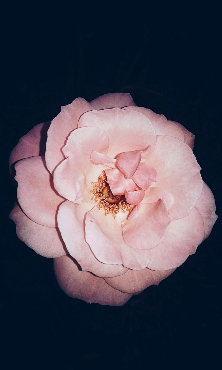 Rosa 