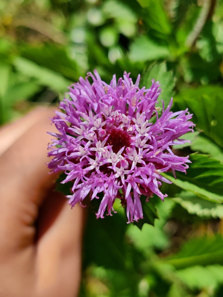 violet wild flower