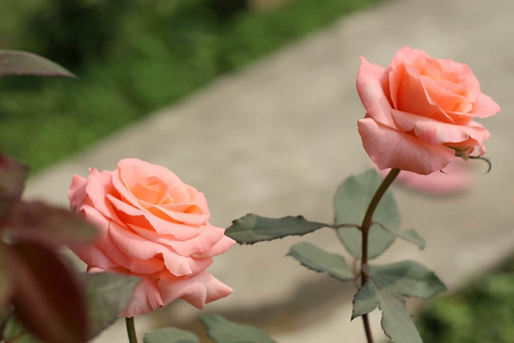 peachy beauty