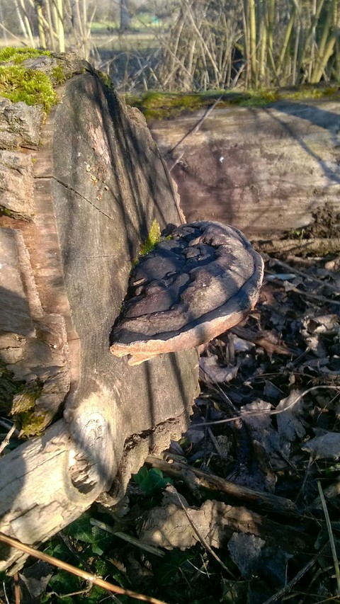 Mushroom on the tree