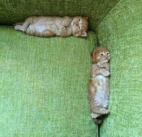 cats