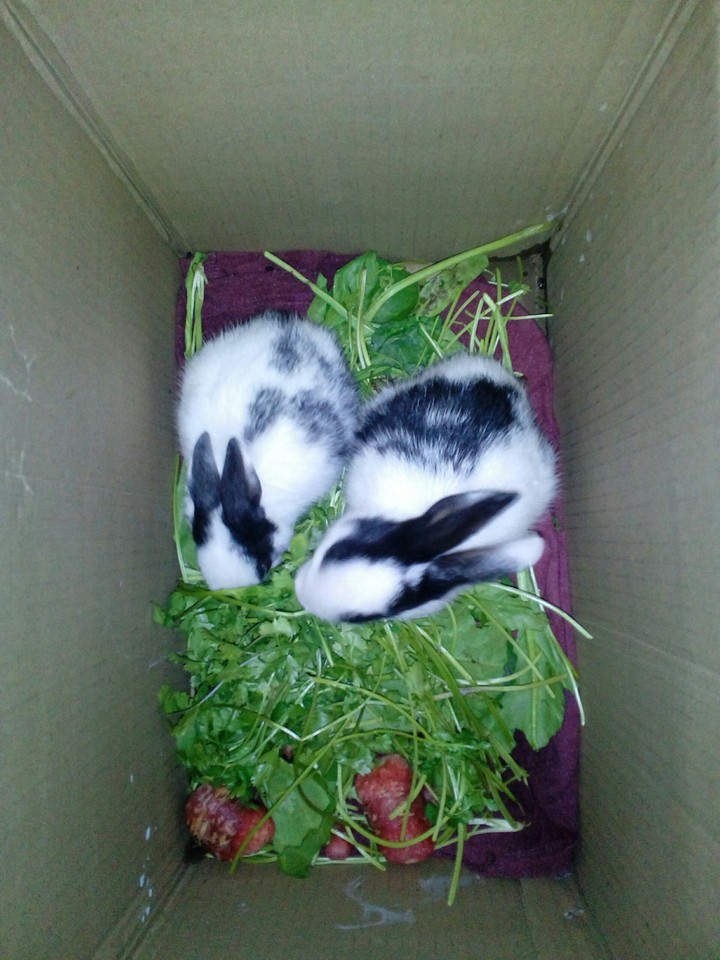 cute couple of rabbit.