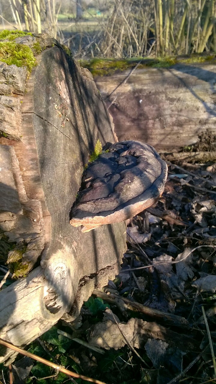 Mushroom on the tree