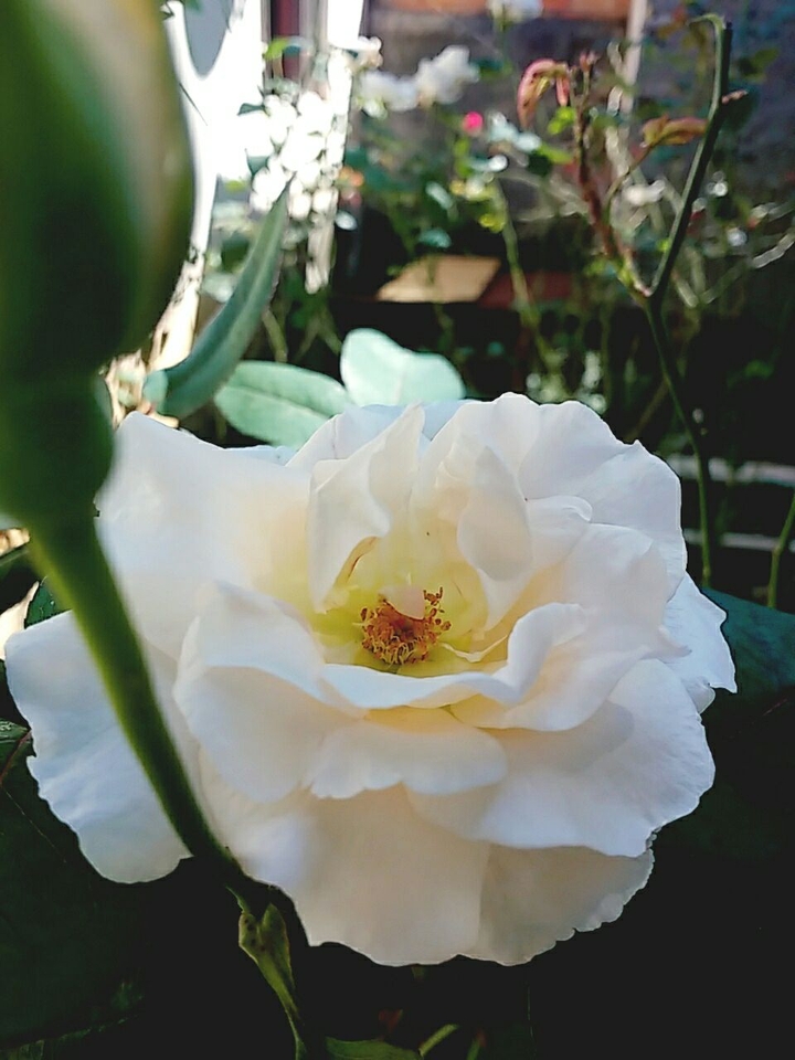 Rosa
