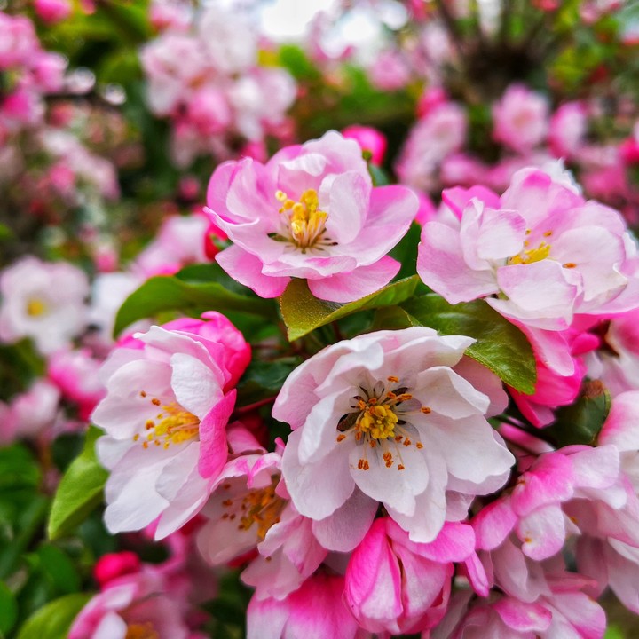Kirschblüte