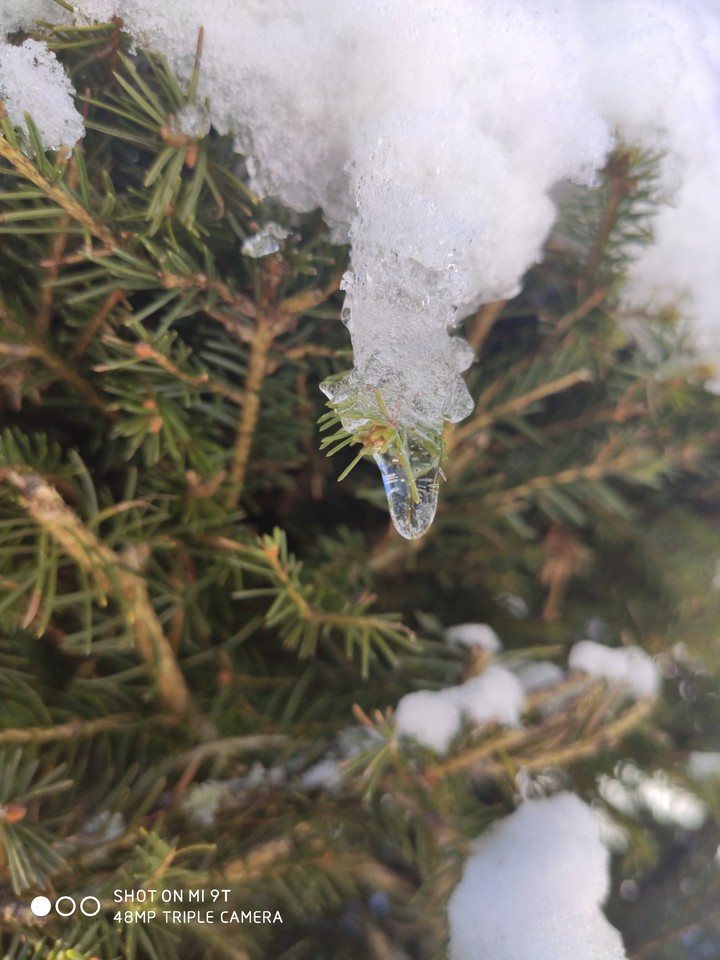 frozen pine needles