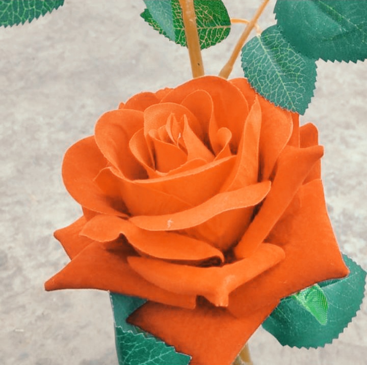 beautiful rose