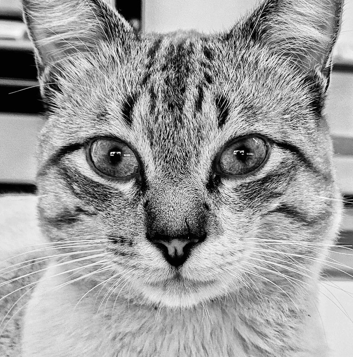 meaw