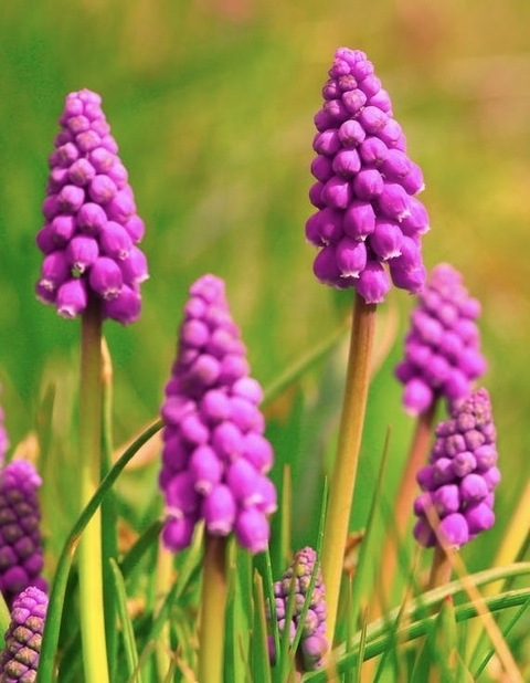 hình nền magenta, flower