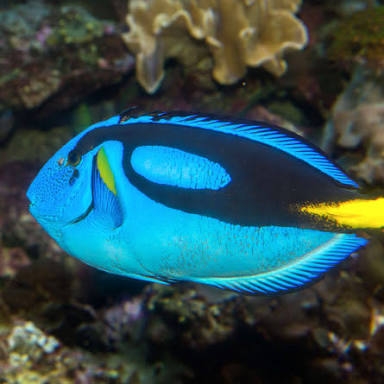 fish