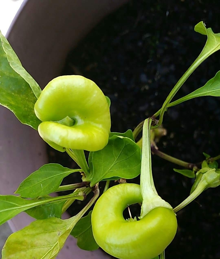 peppers