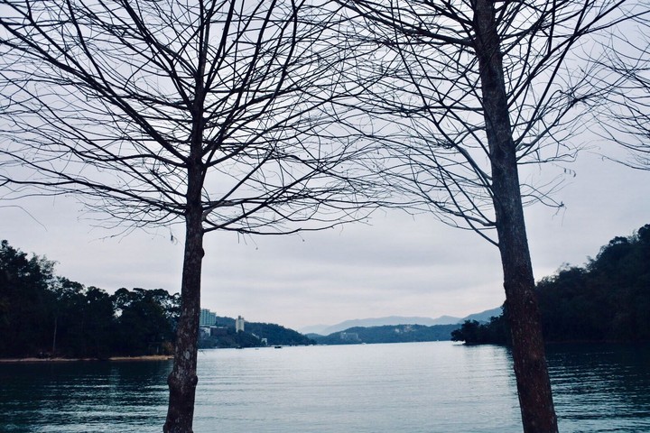 tree and lake