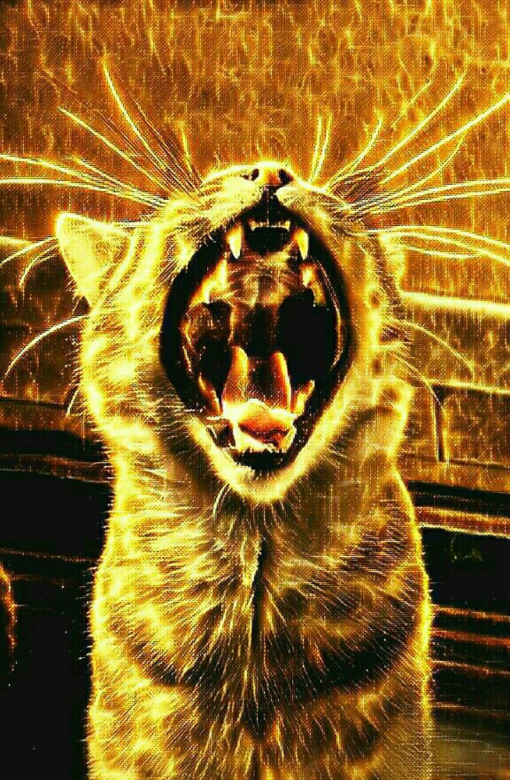 catgold
