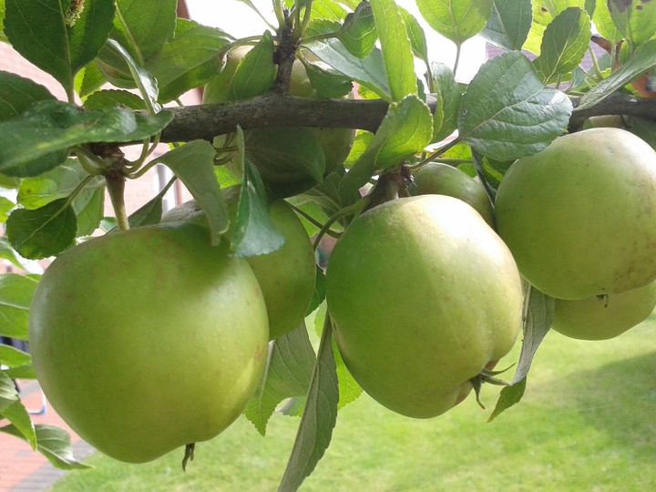 Apfel