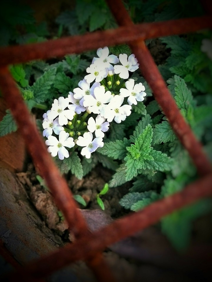 white bunch