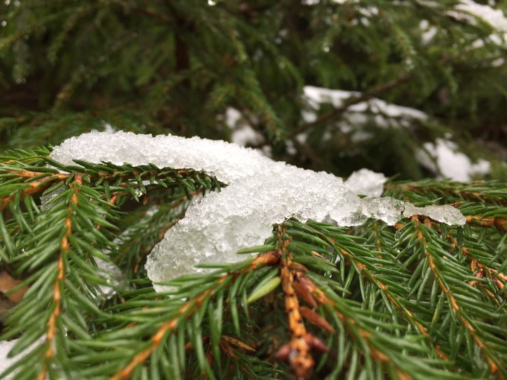 snow&green