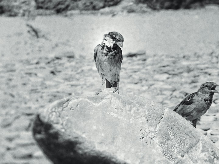 Bird