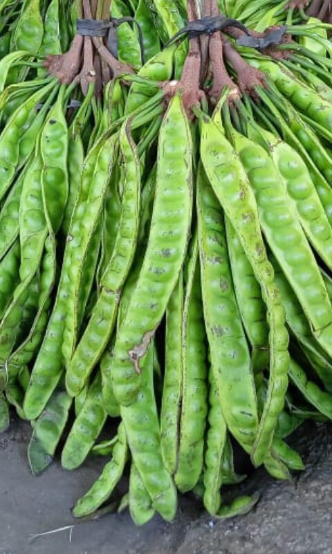 Petai