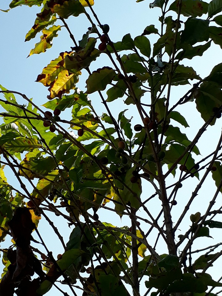 coffee tree 咖啡樹