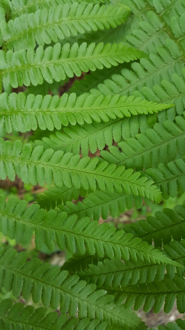 Polypodium