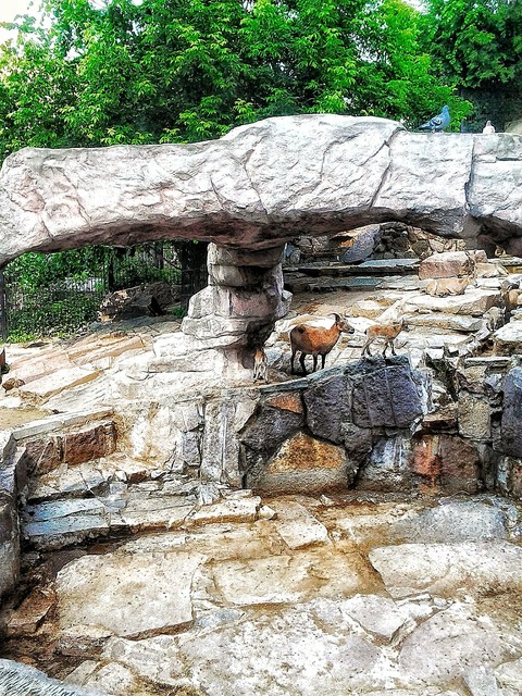 Mountain goats