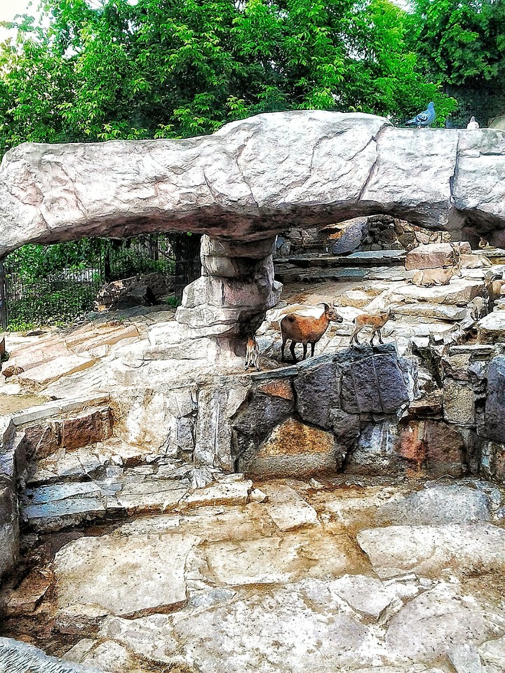 Mountain goats