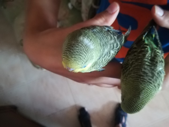 I miei pappgallini