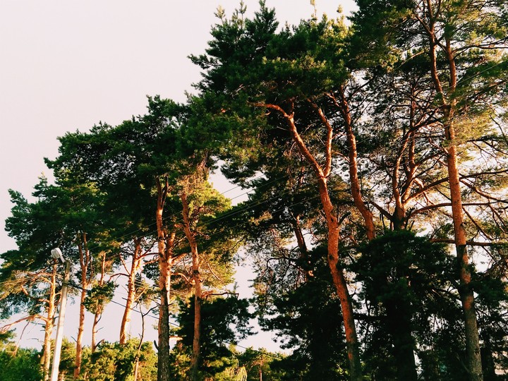 nature.