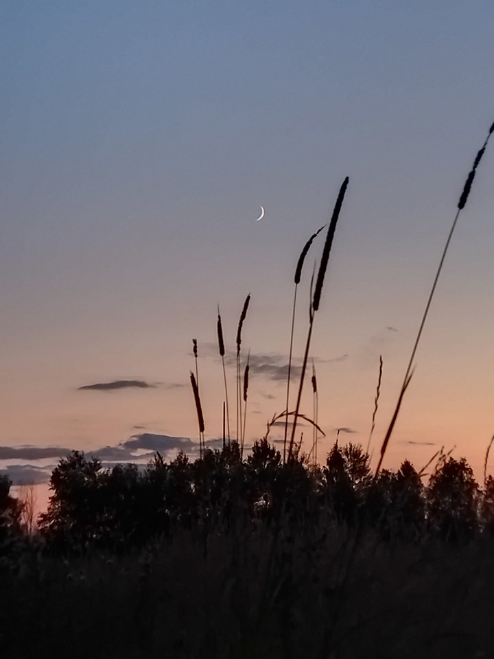 Moon