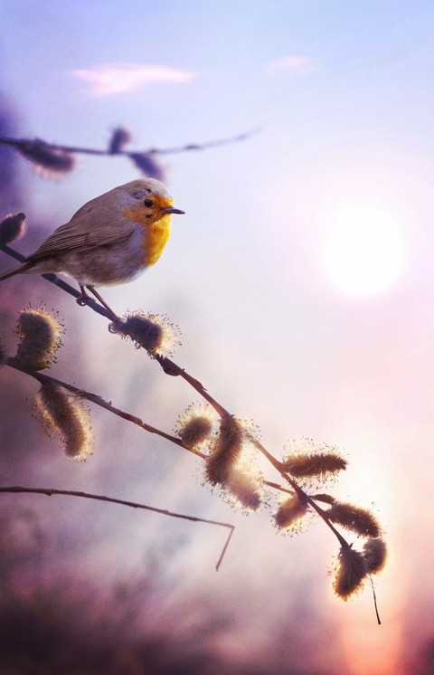 sfondi sunlight, branch