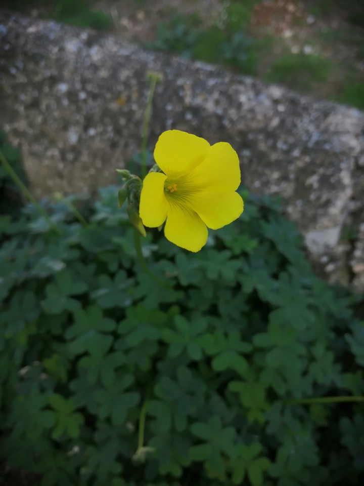 yellow trifolium