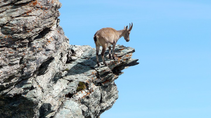 Steinbock auf dem Gornergrat
