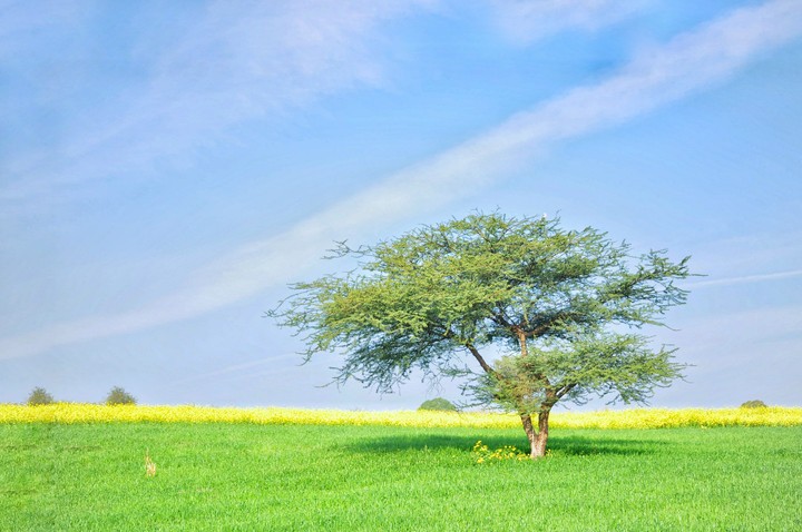 Nature is HOME