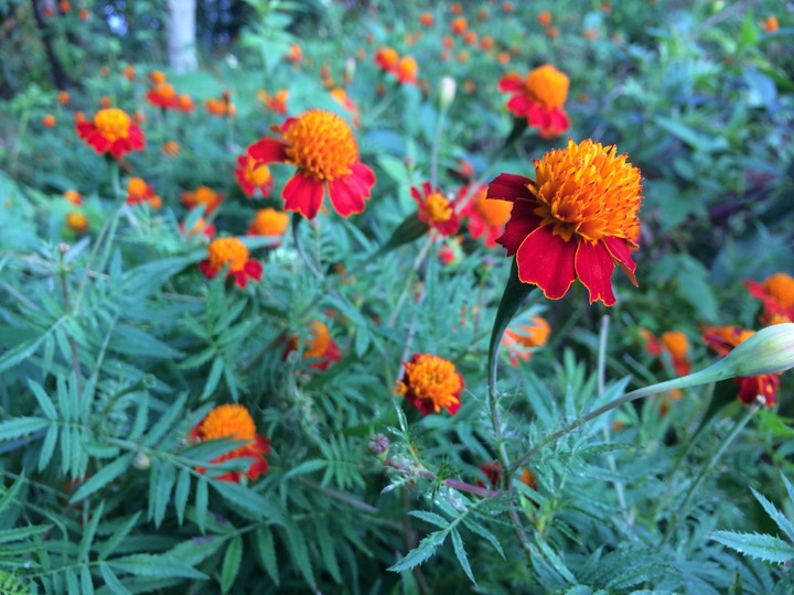 blossomofmygarden_5