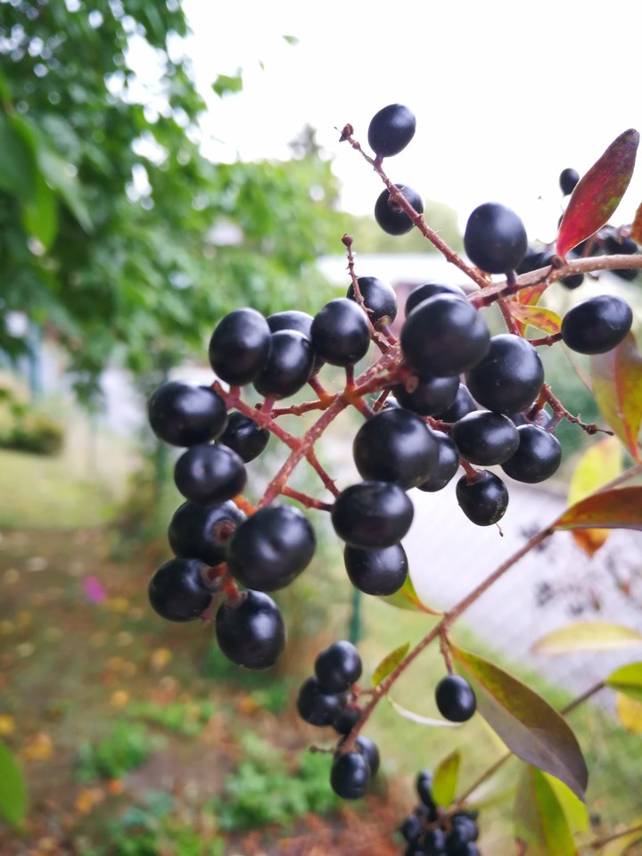 berry