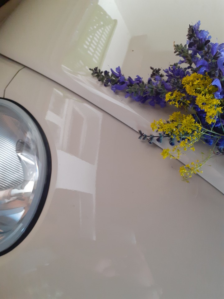 my new flowers