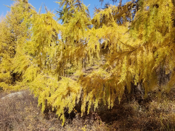 Leafy trees