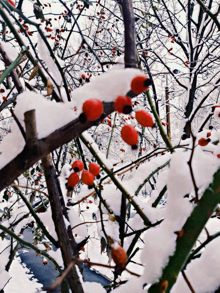 Winter day
