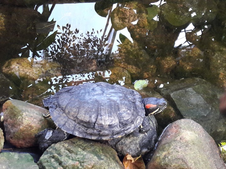 Turtle
