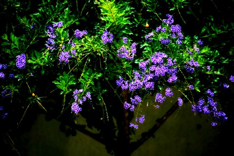 Purple Flower