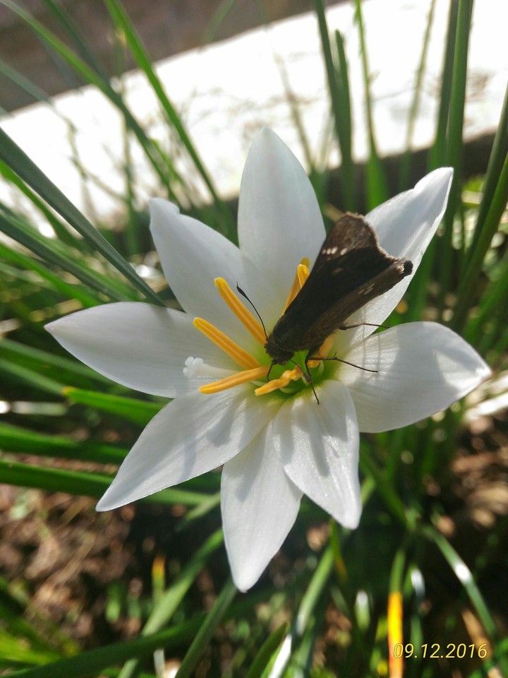 flower