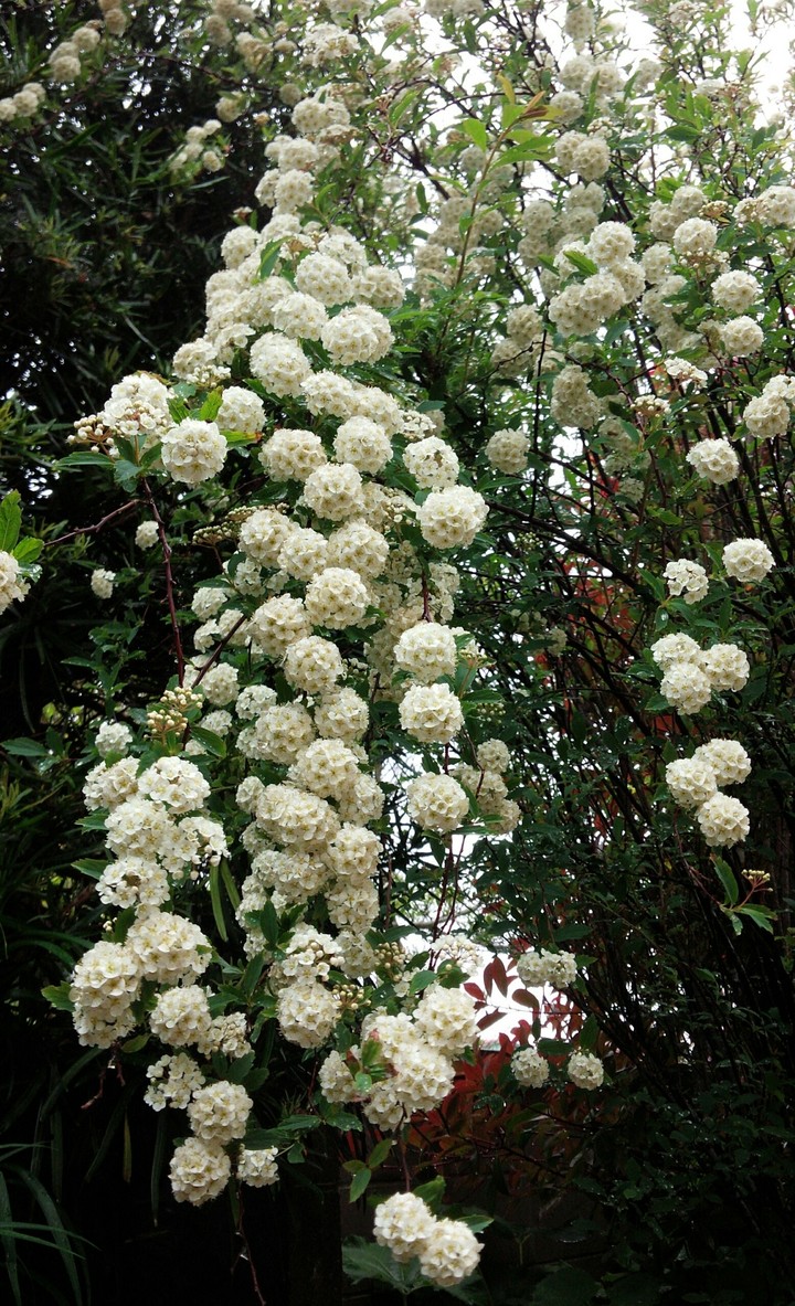 White flowers