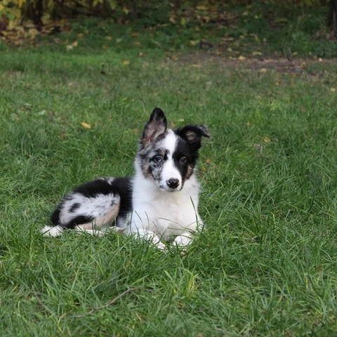собачка (моя)