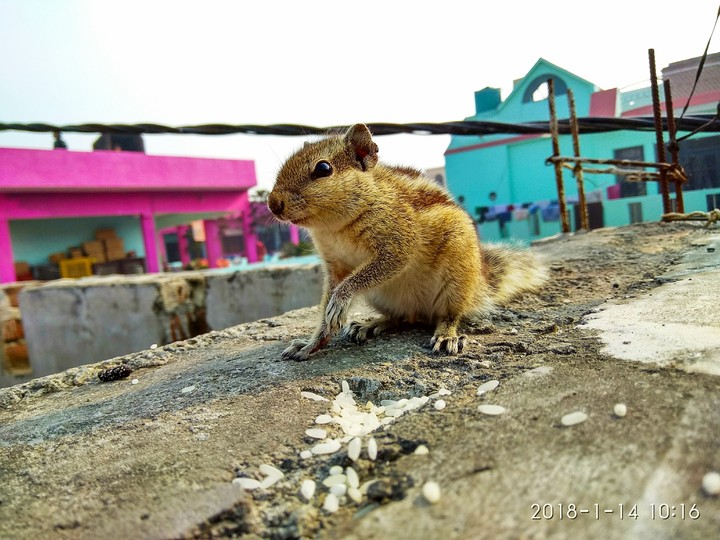 Squirel