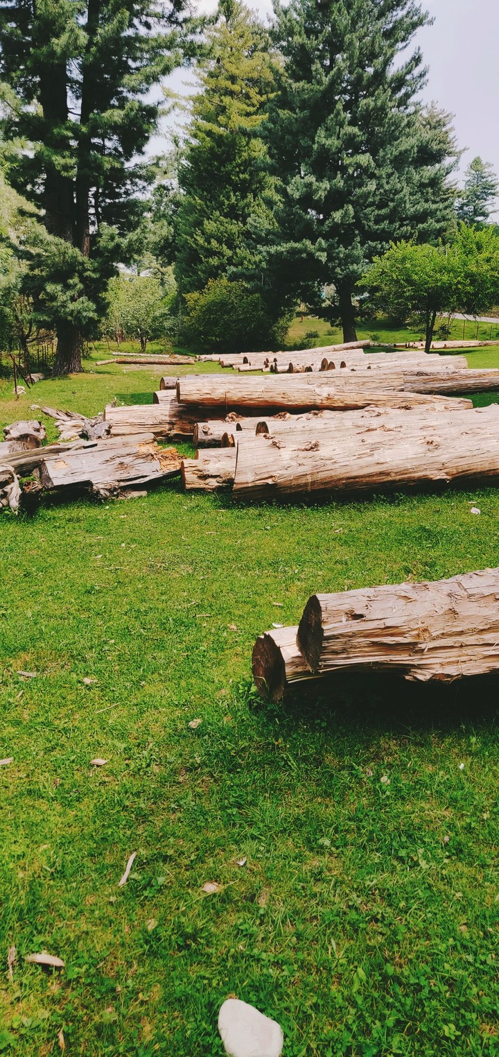 pine wood